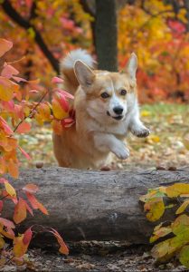 A corgi