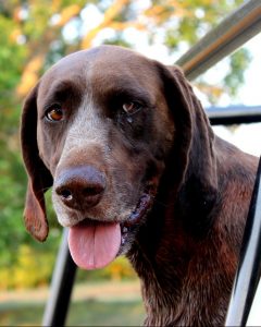 German Shorthaired Pointers