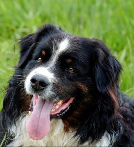 An Australian shepherd