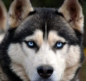 A husky