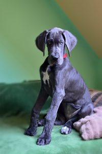 A great dane