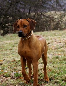 Rhodesian Ridgeback