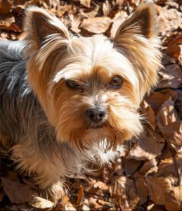 A yorkie