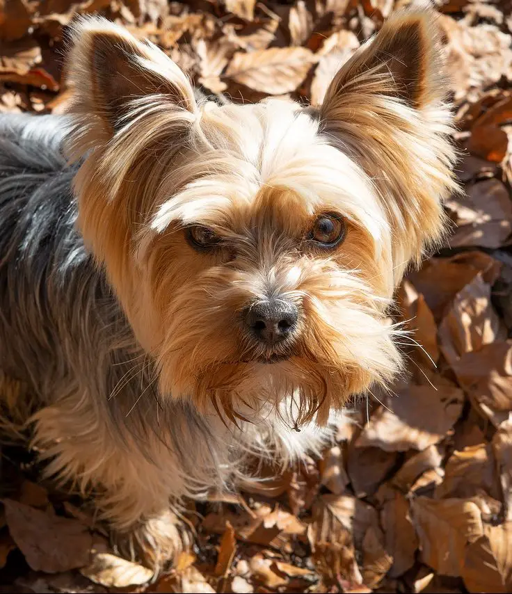 Do Yorkies Shed? - Yorkshire Terrier Shedding Guide!