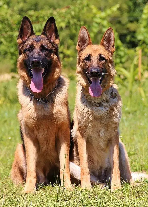 Do German Shepherds Shed? German Shepherd Shedding Guide!