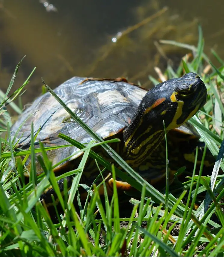 Top 6 Best Turtle Tanks & Enclosures – The Ultimate Buyers Guide (2020)