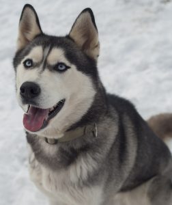 A husky