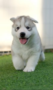 A husky