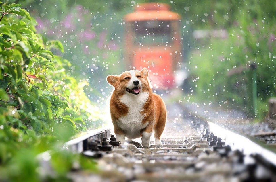 A corgi