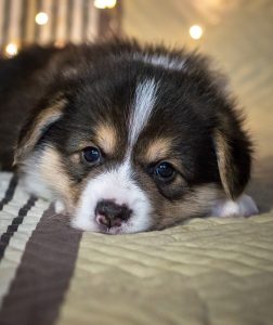 Cowboy Corgi Guide 101 Everything You Need To Know