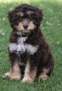 An aussiedoodle