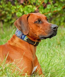 Rhodesian Ridgeback