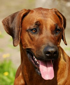 A Rhodesian Ridgeback