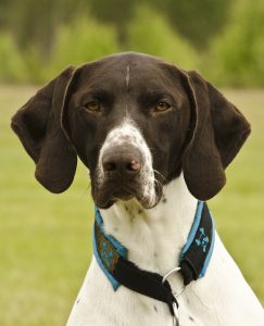 German Shorthaired Pointers