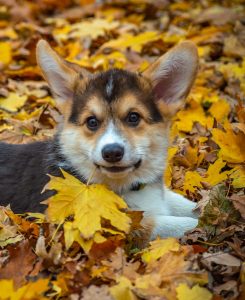 A corgi