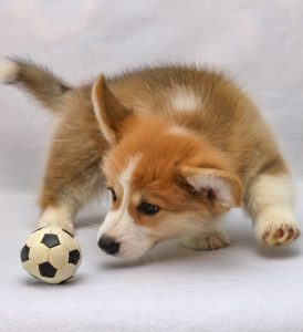 A corgi