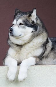 An Alaskan Malamute