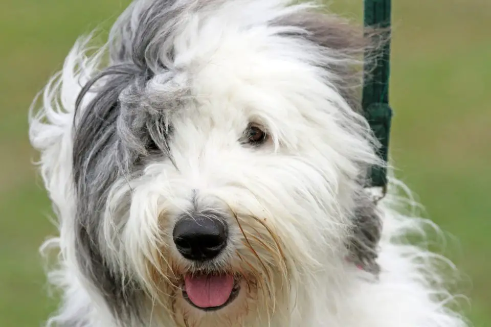 Old english sheepdog