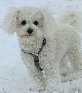 A Bichon Frise