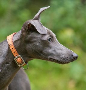 A whippet