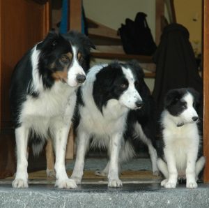 Three border collies