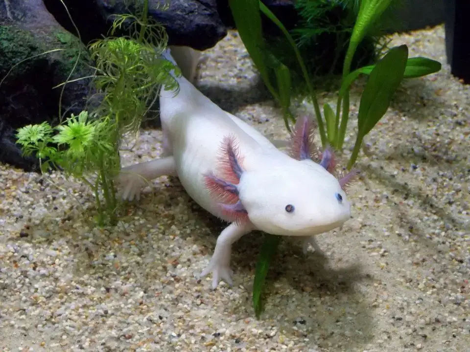 What Are The Different Types Of Axolotl