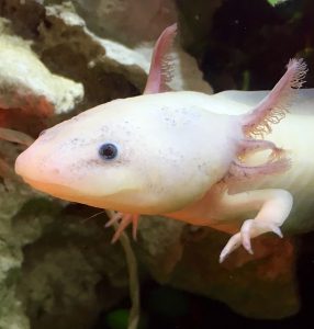 An Axolotl