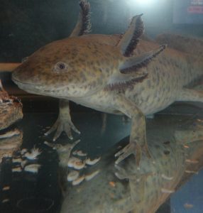 An Axolotl