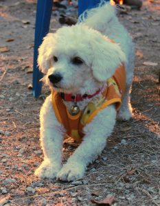 A Bichon Frise