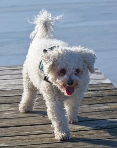 A Bichon Frise