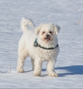 A Bichon Frise