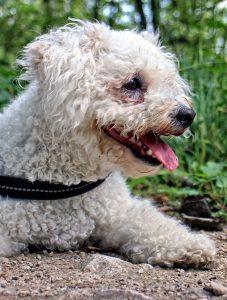 A Bichon Frise