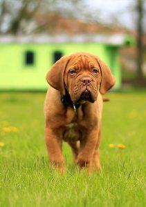 A mastiff