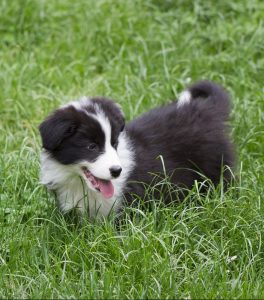 A border collie