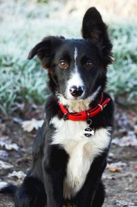 A border collie