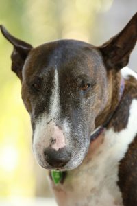 A bull terrier