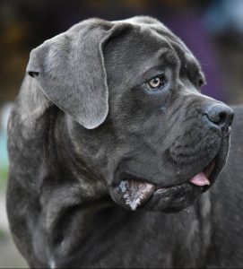 A cane corso