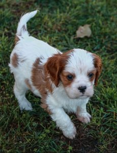 A spaniel