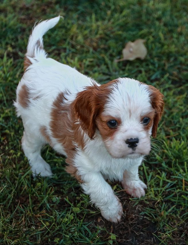 Cavalier King Charles Spaniel Shedding Guide How Much Do