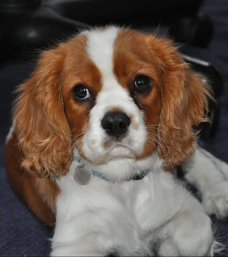 cavalier king charles spaniel shedding