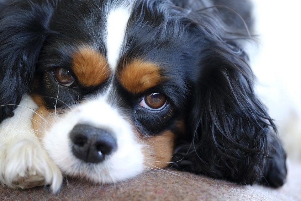 Cavalier King Charles Spaniel Shedding Guide How Much Do