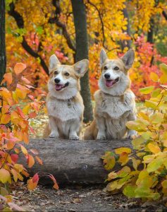 Pembroke Welsh Corgis