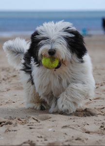 A old English sheepdog