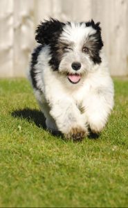 A old English sheepdog