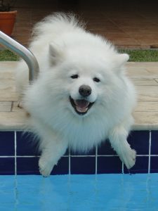 A samoyed