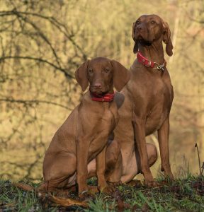 A Vizsla