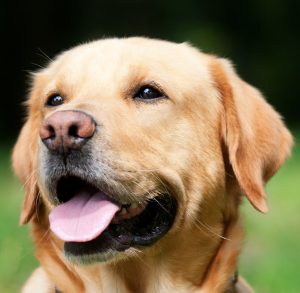 A labrador