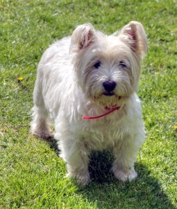 A westie