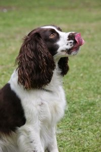 english springer spaniel shedding