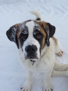 A Saint Bernard